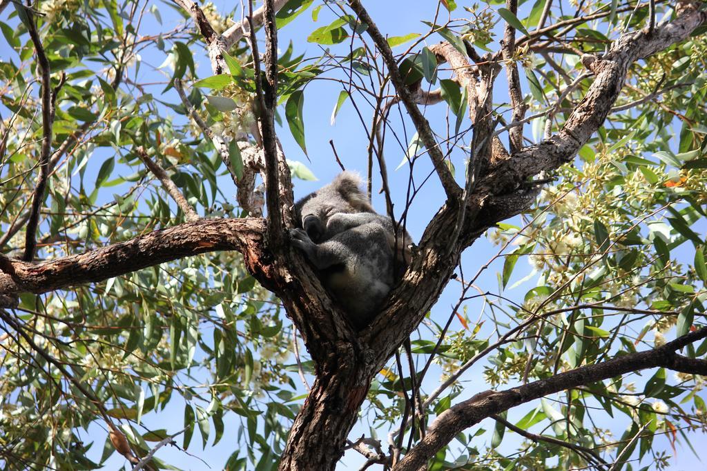Koala Shores Holiday Park Lemon Tree Passage Esterno foto